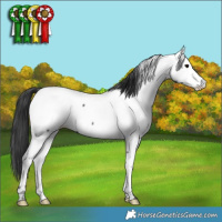 Horse Color:Blue Roan Appaloosa 