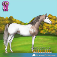 Horse Color:Bay Splash Appaloosa