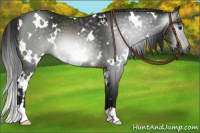 Horse Color:Gray White Spotted Brown 