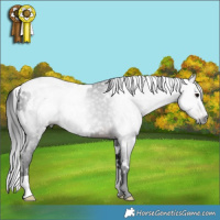 Horse Color:Gray White Spotted Brown