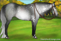 Horse Color:Gray White Spotted Brown