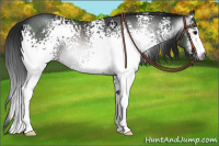 Horse Color:Gray White Spotted Brown 