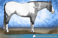 Horse Color:Blue Roan Splash Near Fewspot 