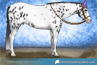 Horse Color:Black Splash Tobiano Near Leopard 