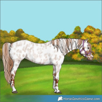 Horse Color:Red Roan Near Leopard 