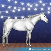 Horse Color:Gray Silver Smoky Blue Roan 