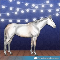 Horse Color:Gray Buckskin