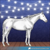 Horse Color:Gray Buckskin 