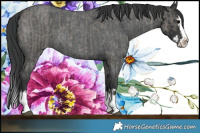 Horse Color:Grullo Roan Sabino Splash  and Blue Roan Sabino Splash 