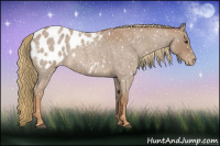 Horse Color:Red Roan Appaloosa 