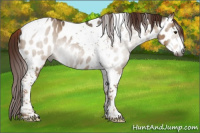 Horse Color:Gray Red Dun Tobiano Appaloosa 