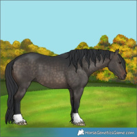 Horse Color:Brown Dun 
