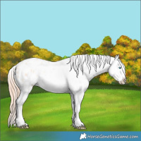 Horse Color:Amber Cream Champagne Pearl Splash Appaloosa 