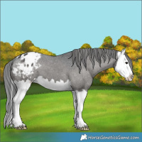 Horse Color:Black Splash Appaloosa 
