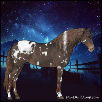 Horse Color:White Spotted Liver Chestnut Appaloosa 