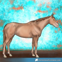 Horse Color:Gold Champagne 