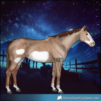 Horse Color:Red Dun Frame