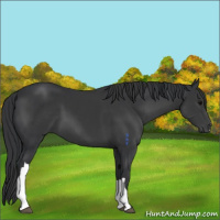 Horse Color:Black 