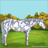 Horse Color:Watercolor Chocolate Palomino Appaloosa 