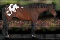 Horse Color:Bay Sabino Appaloosa 