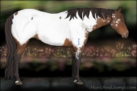 Horse Color:Buckskin Near Fewspot 