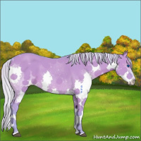 Horse Color:Watercolor Silver Grullo Splash 
