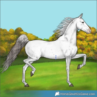 Horse Color:Brown Snowcap 