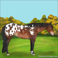 Horse Color:Brown Appaloosa 