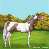 Horse Color:Silver Brown Tobiano Rabicano