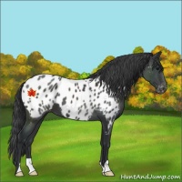 Horse Color:Black Appaloosa 