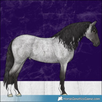 Horse Color:Smoky Blue Roan 