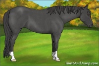 Horse Color:Smoky Blue Roan