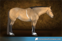 Horse Color:Buckskin Tobiano 