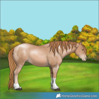 Horse Color:Chestnut Pearl Tobiano