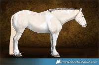 Horse Color:Perlino Tobiano 
