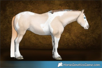 Horse Color:Buckskin Pearl Splash Tobiano Rabicano 