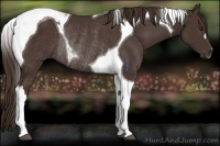 Horse Color:Liver Chestnut Tobiano Rabicano 