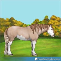 Horse Color:Blue Roan Pearl Splash 