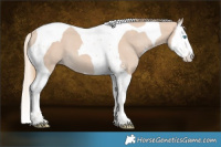 Horse Color:Smoky Creme Sabino Splash Tobiano 