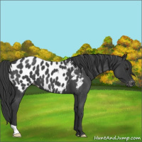 Horse Color:Blue Roan Appaloosa 