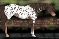 Horse Color:Liver Chestnut Appaloosa 