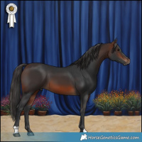 Horse Color:Brown 