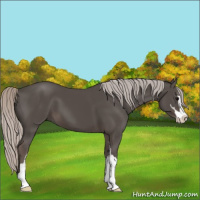 Horse Color:Silver Black Sabino