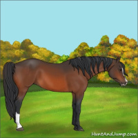 Horse Color:Bay Sabino 