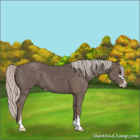 Horse Color:Silver Black Sabino 