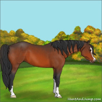 Horse Color:Bay Sabino 
