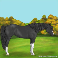 Horse Color:Black 