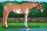 Horse Color:Chestnut Sabino