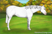 Horse Color:Gray Amber Champagne Roan Tobiano Frame Appaloosa