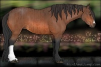 Horse Color:Brown  and Bay 